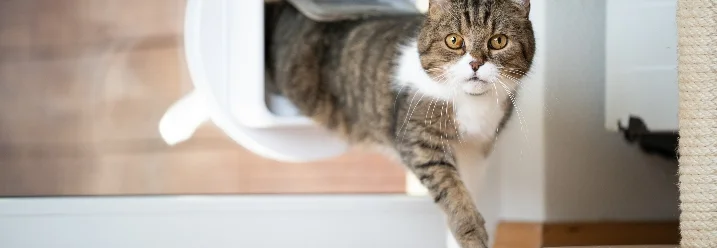 Katze geht durch Katzenklappe